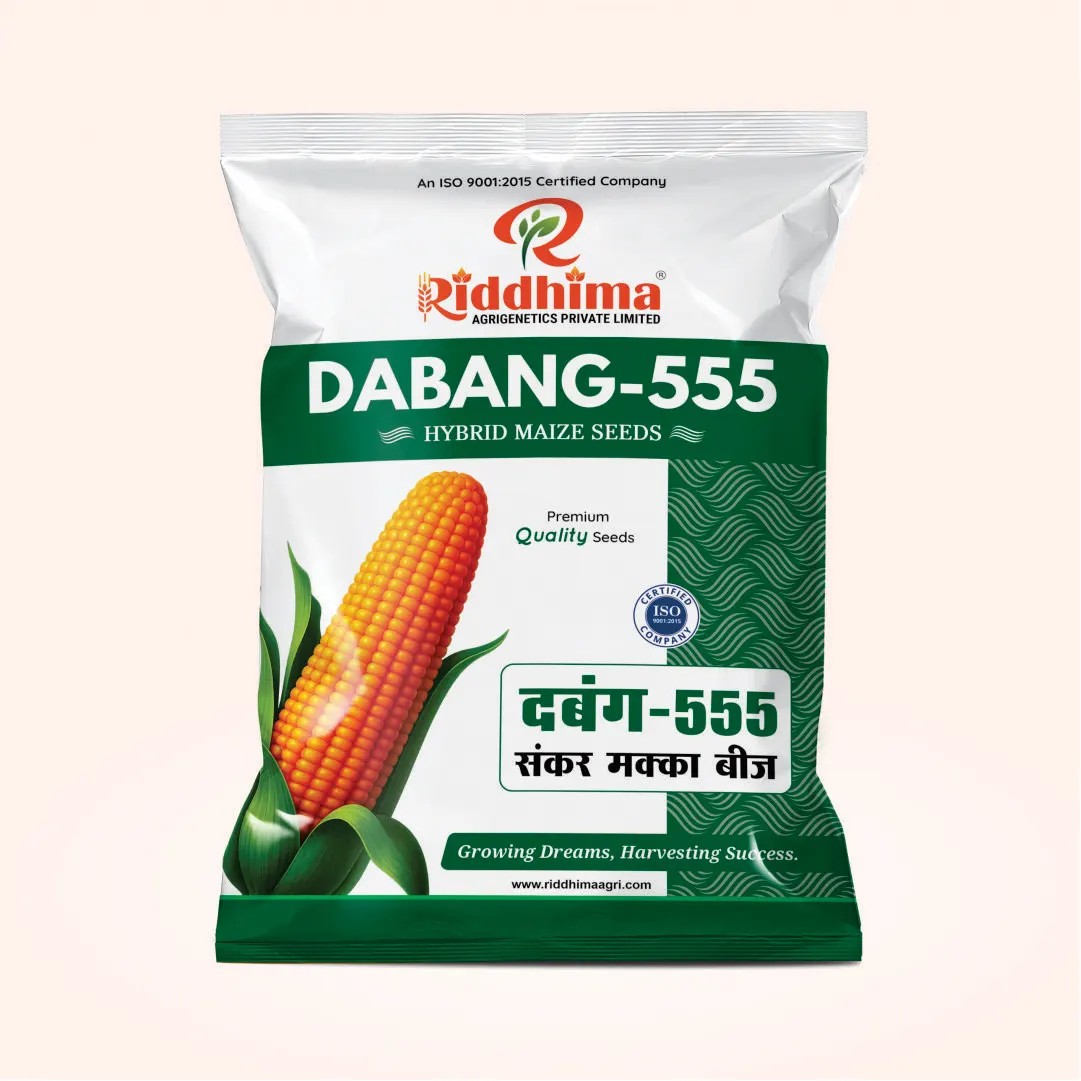 Dabang-555-Hybrid-Maize-Seeds-by-Riddhima