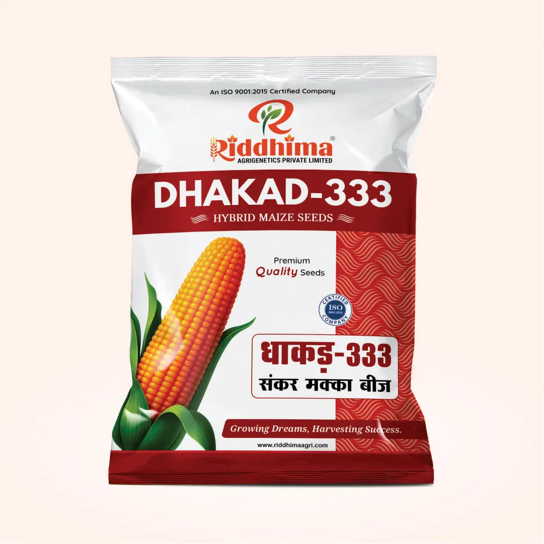 Dhakad-333-Hybrid-Maize-Seeds-by-Riddhima