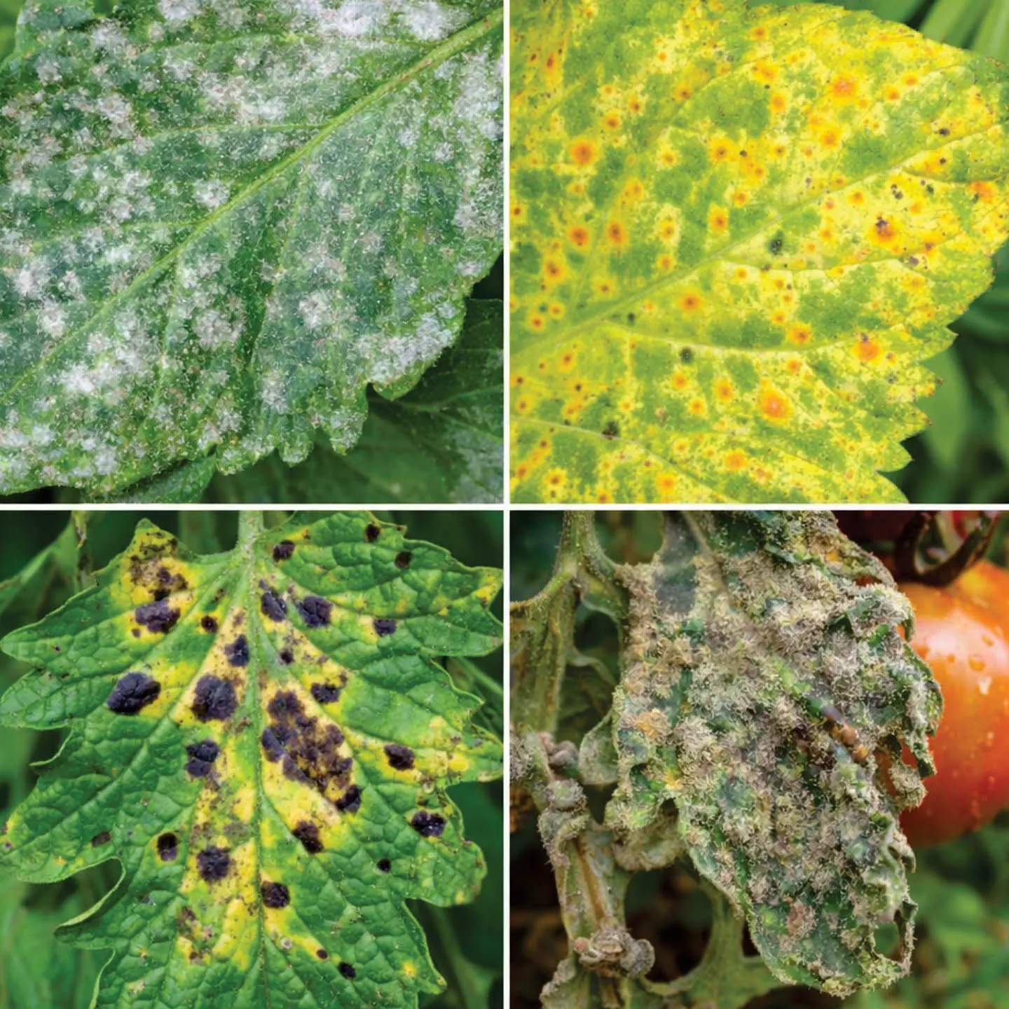 Fungicides - Crop Protection by Riddhima