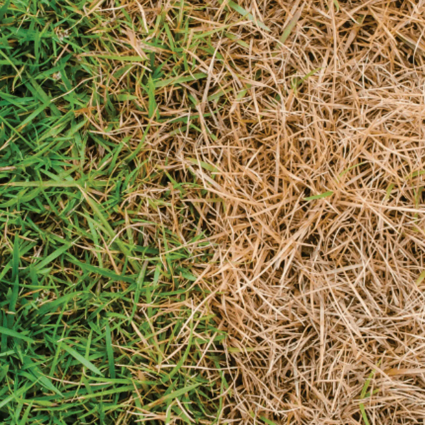 Herbicides - Crop Protection by Riddhima