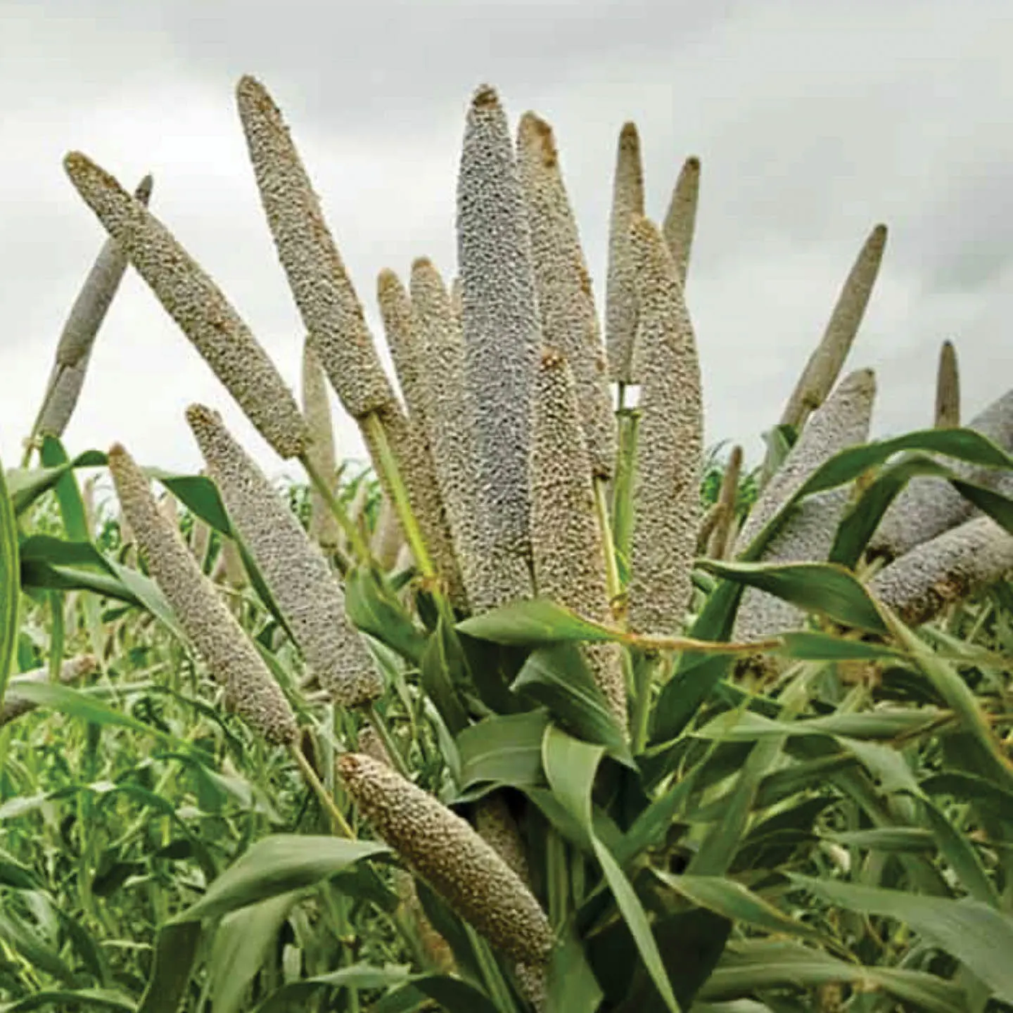 Hybrid Bajra Seeds by Riddhima