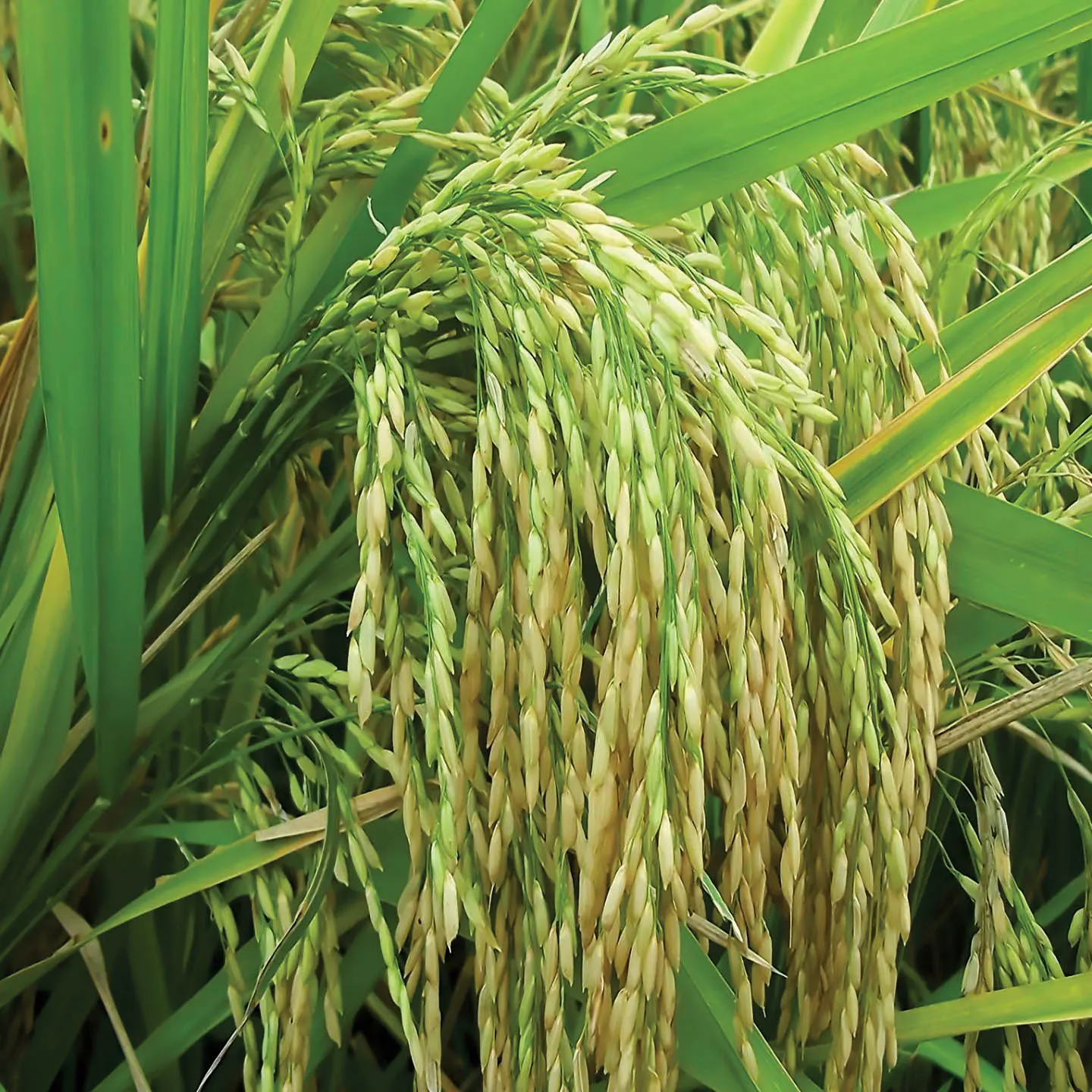 Improved Paddy Seeds by Riddhima