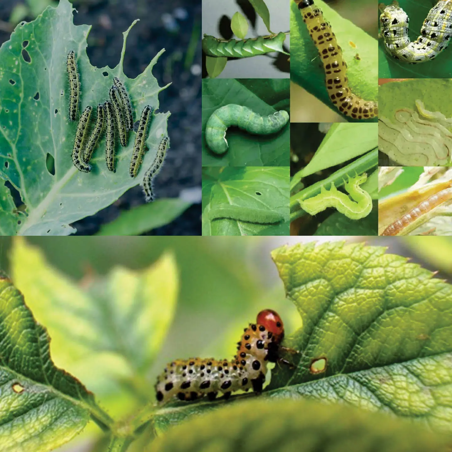 Insecticides - Crop Protection by Riddhima