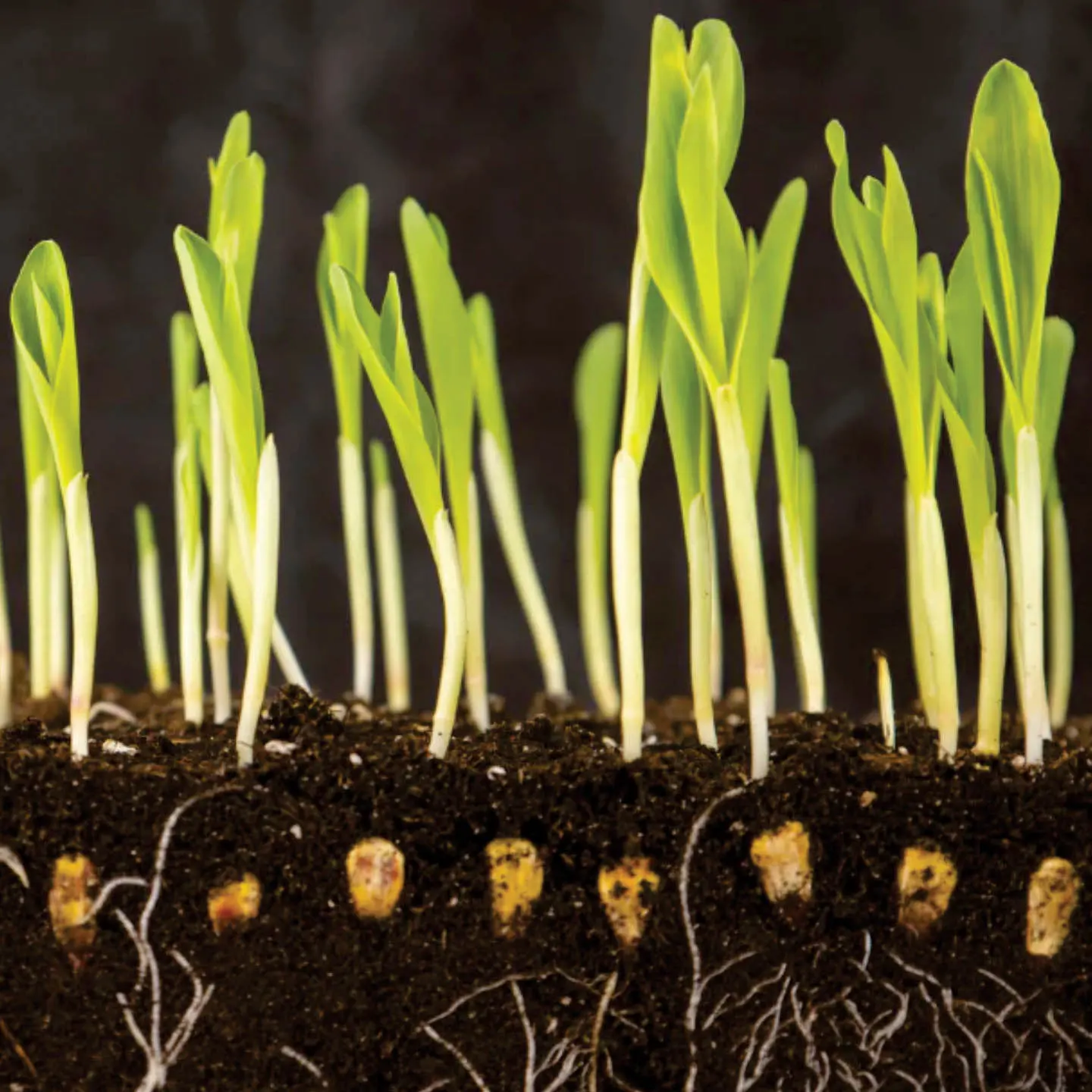 PGR (Plant Growth Regulator)