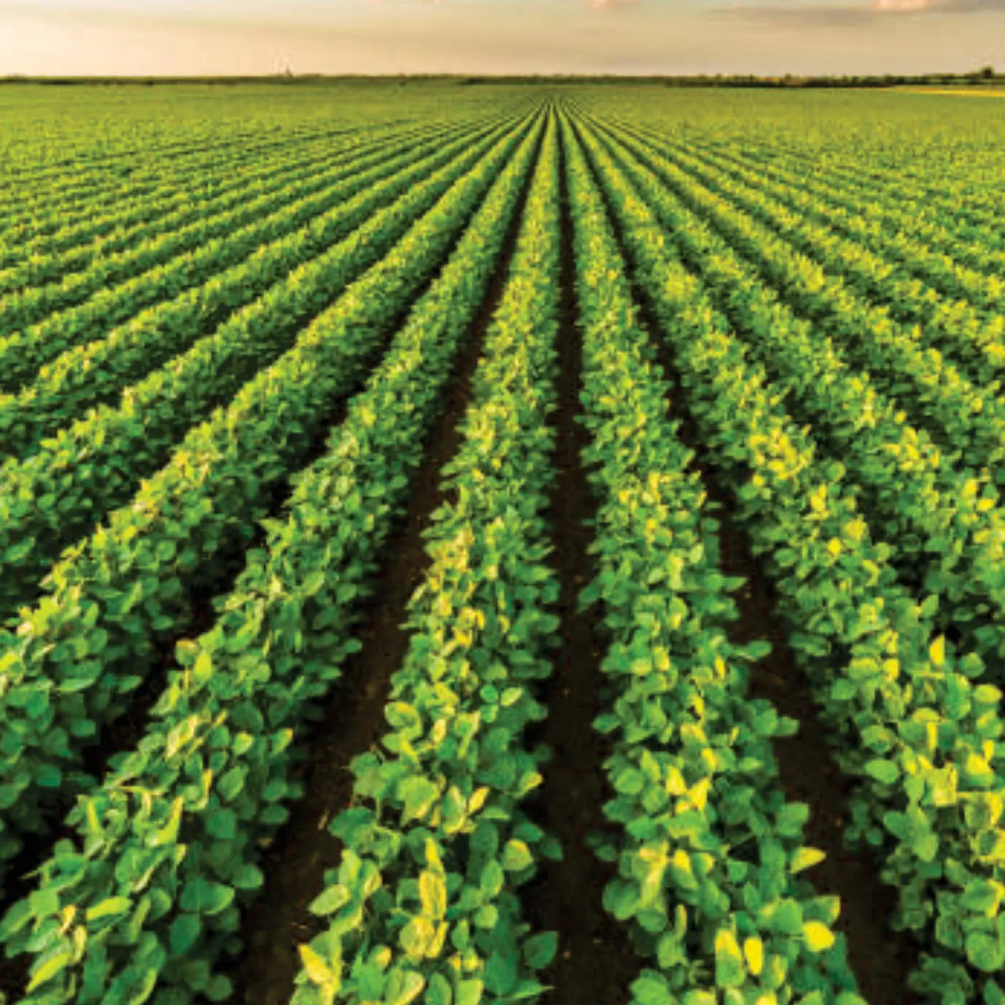 Pulses & Others Seeds by Riddhima