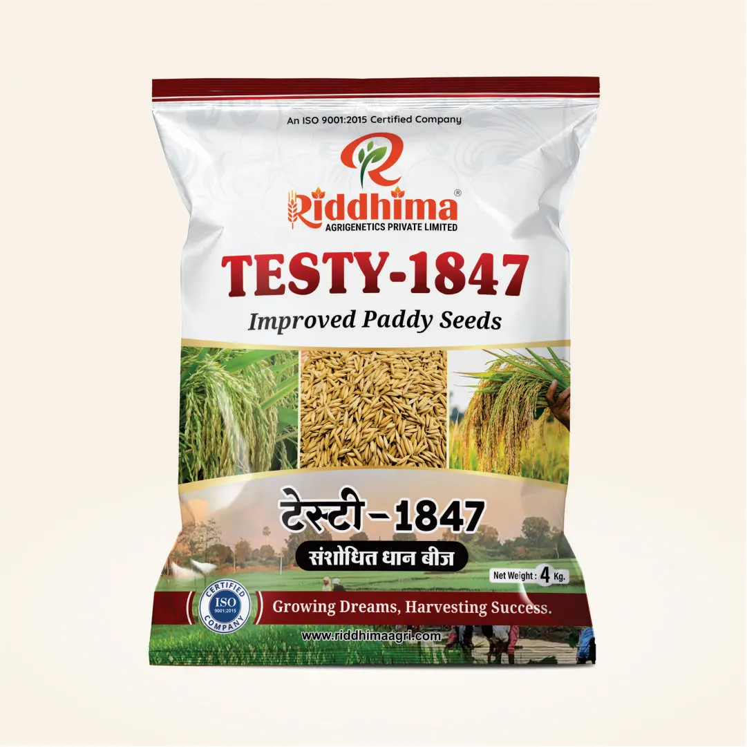 Testy-1847-Improved-Paddy-Seeds-by-Riddhima