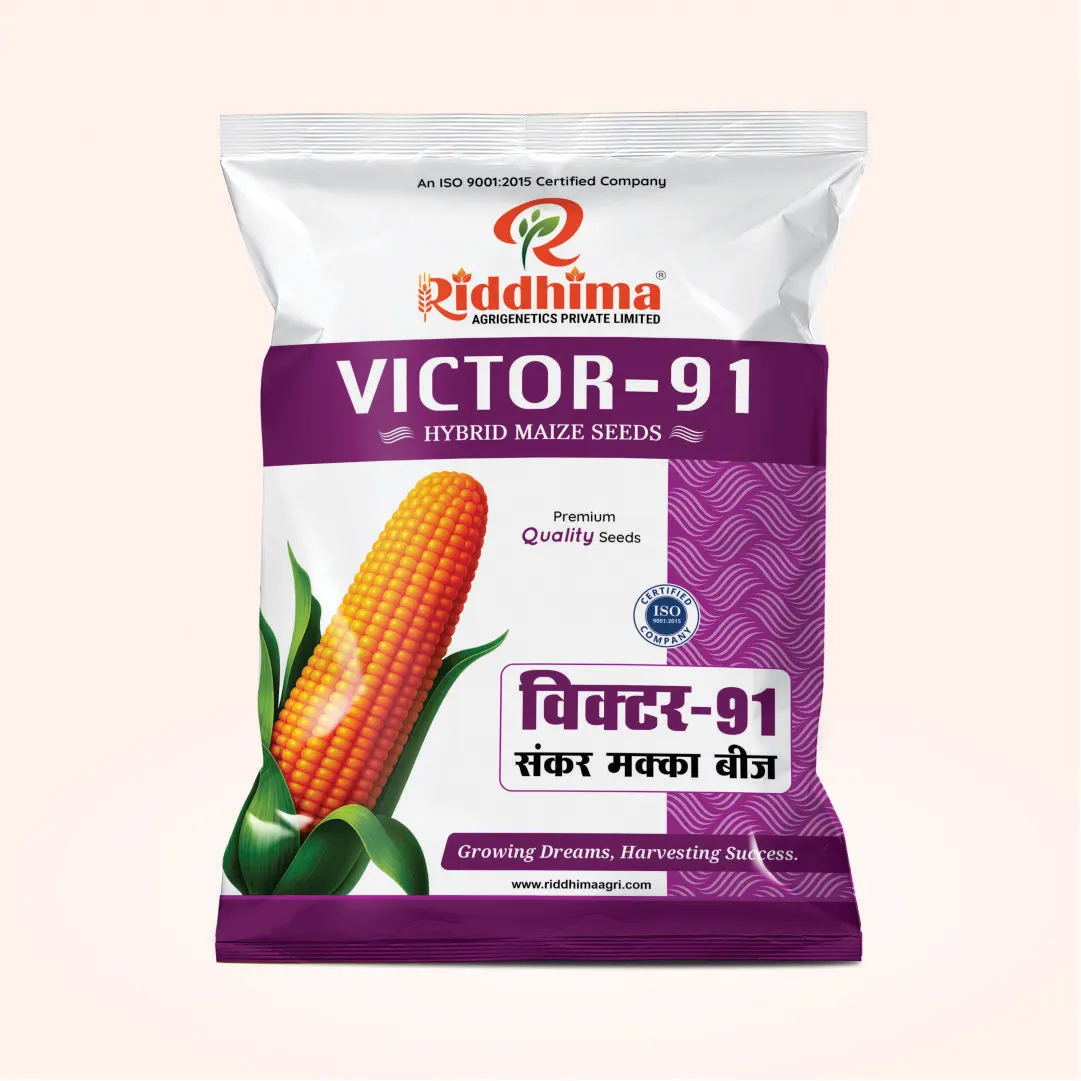 Victor-91-Hybrid-Maize-Seeds-by-Riddhima